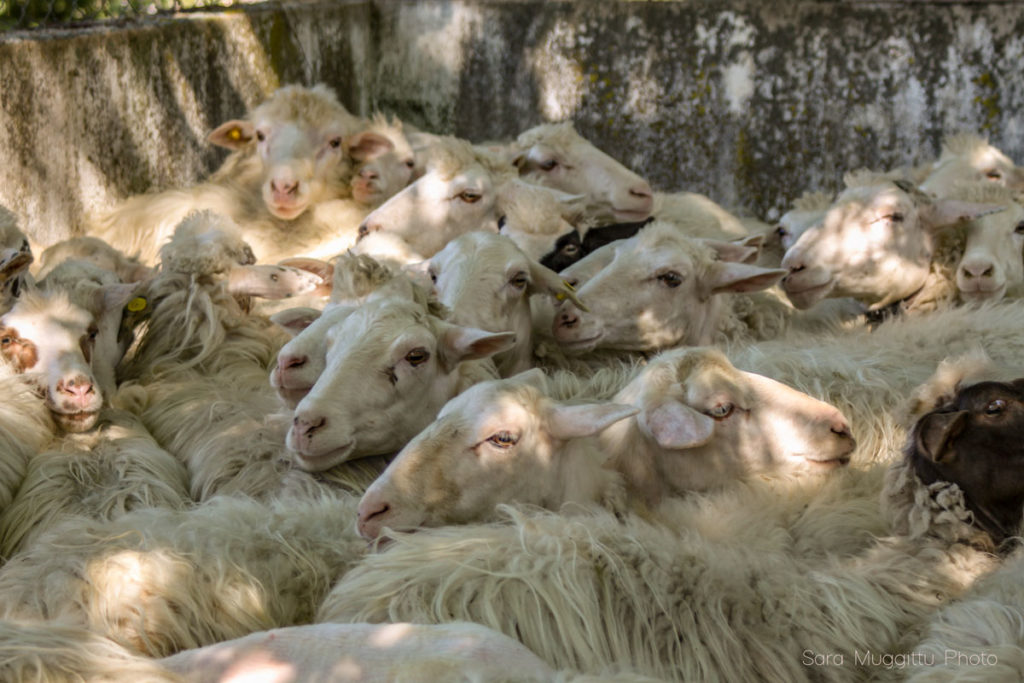 pecore in attesa